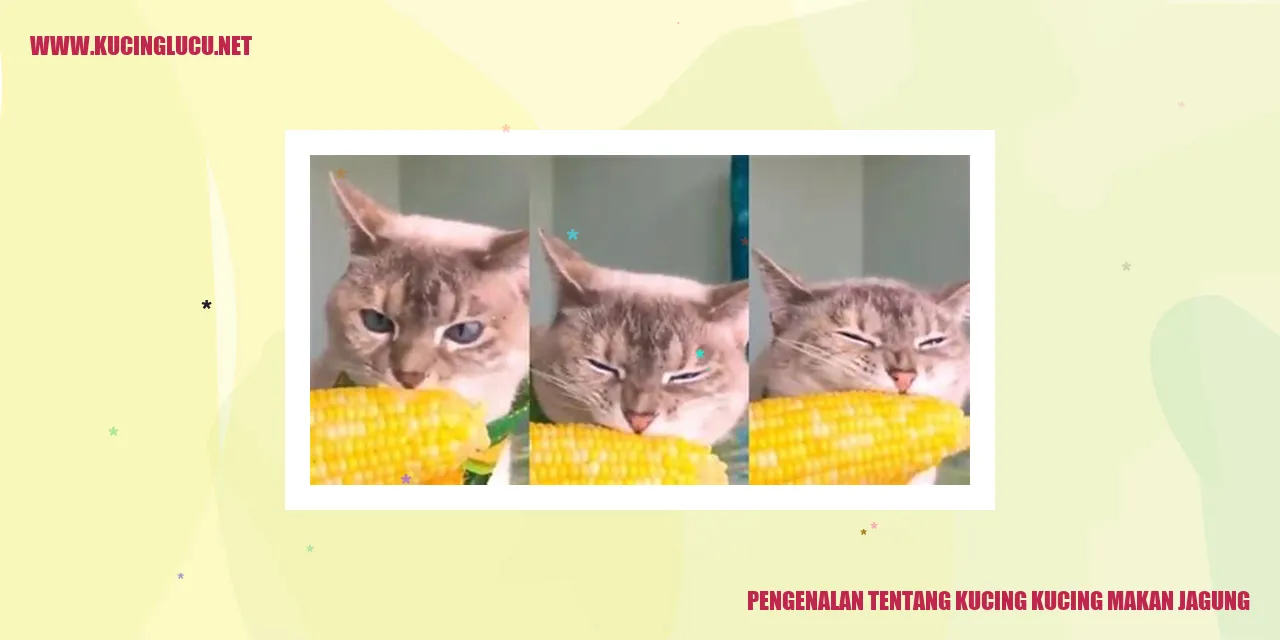 Gambar Kucing yang Menyukai Mengonsumsi Jagung