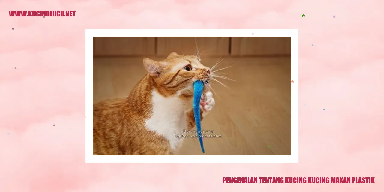 Kucing makan plastik