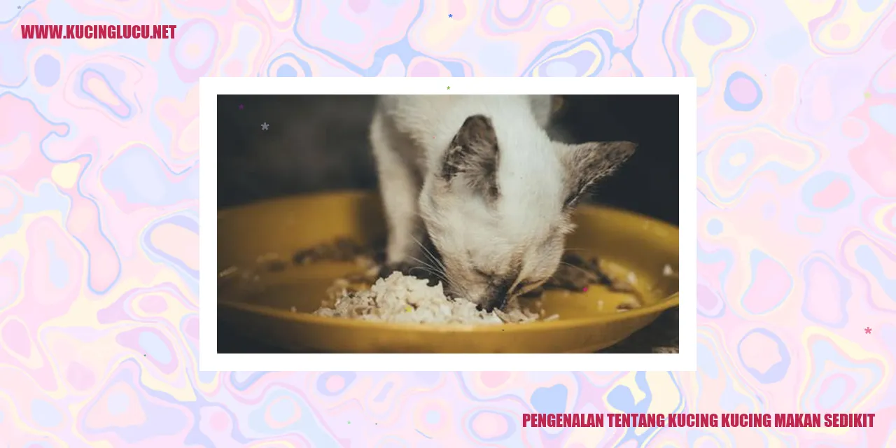 Gambar kucing makan sedikit