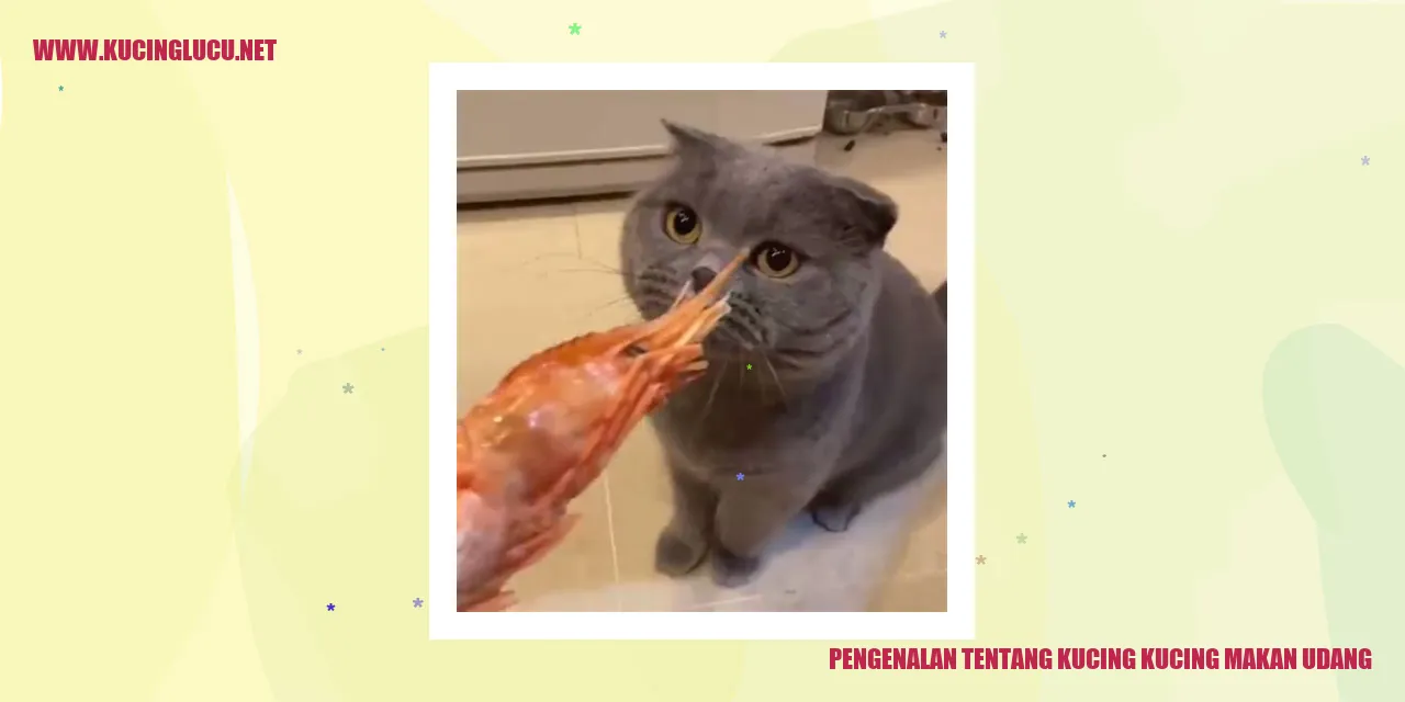 Kucing makan udang
