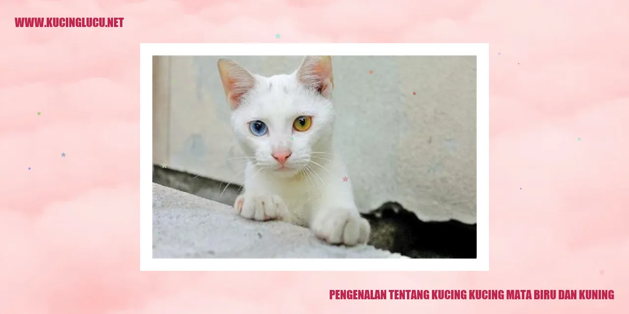 Kucing Mata Biru dan Kuning