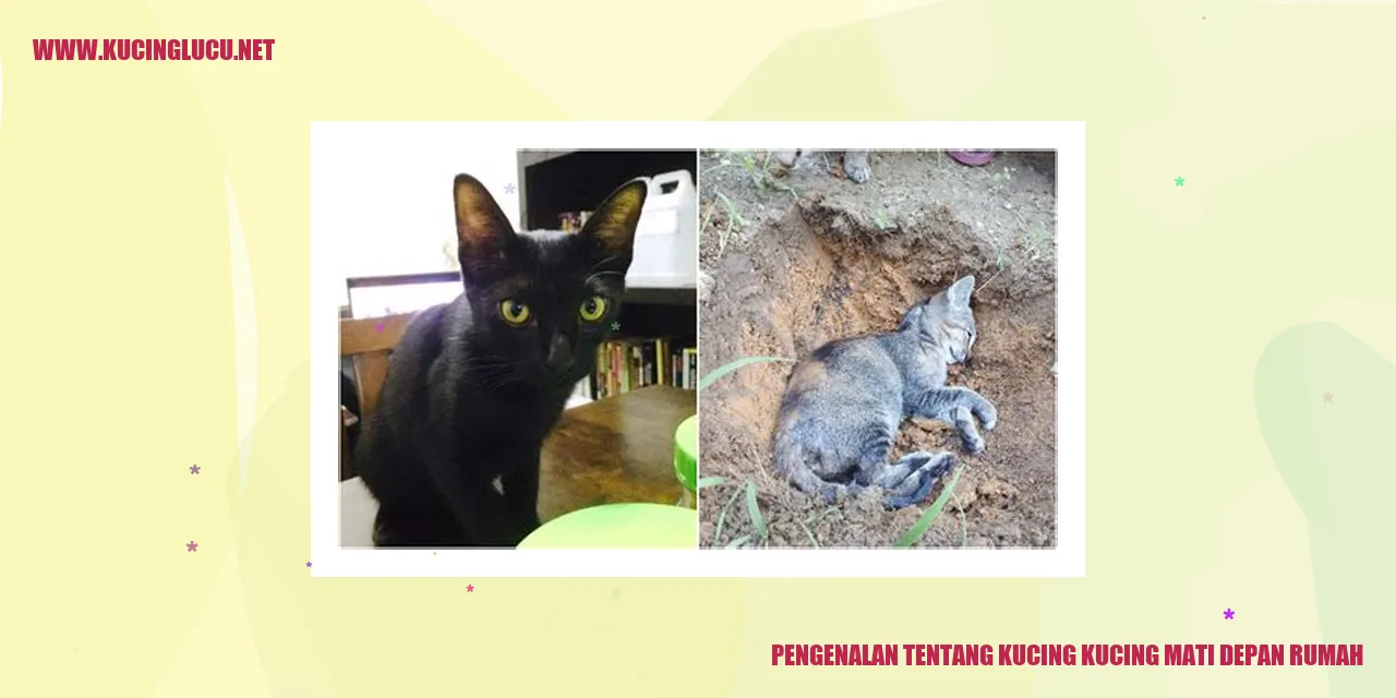 Kucing Mati Depan Rumah