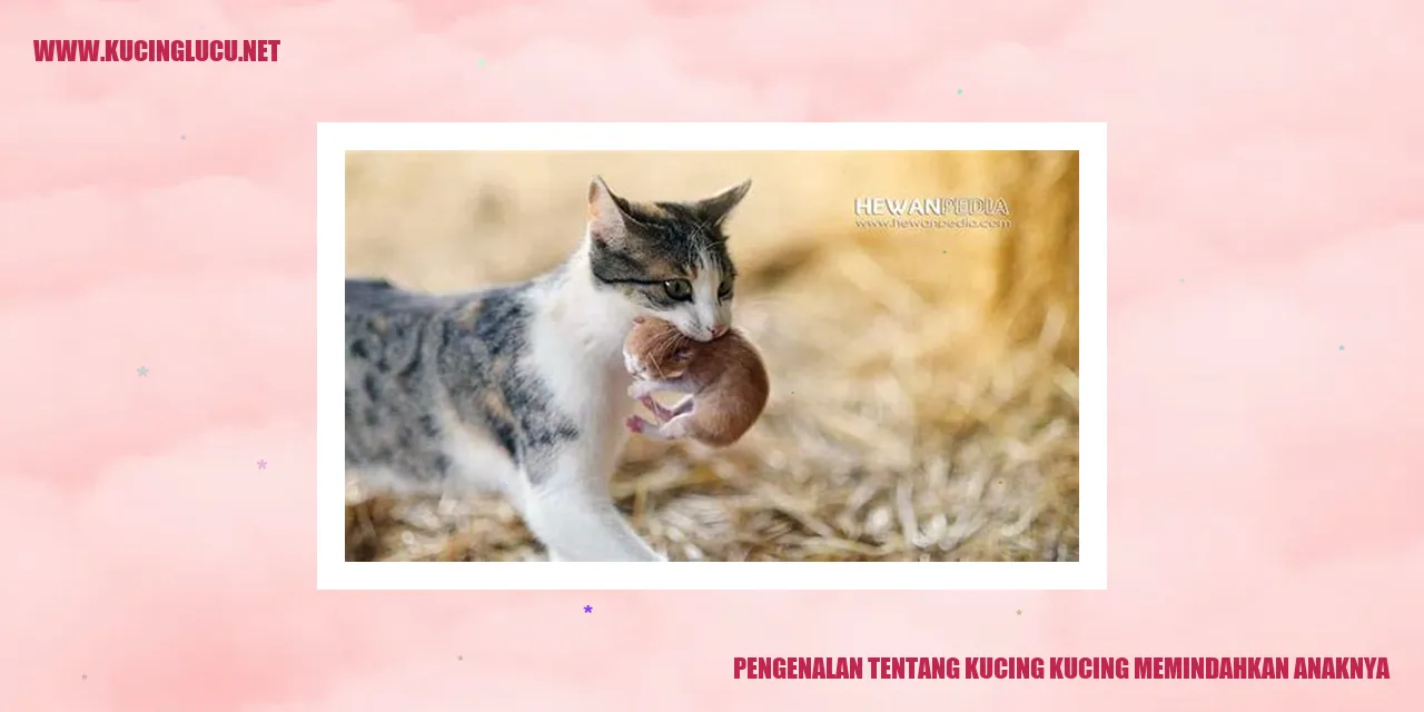 kucing melindungi anaknya