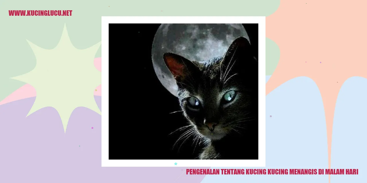 Gambar Kucing Menangis di Malam Hari