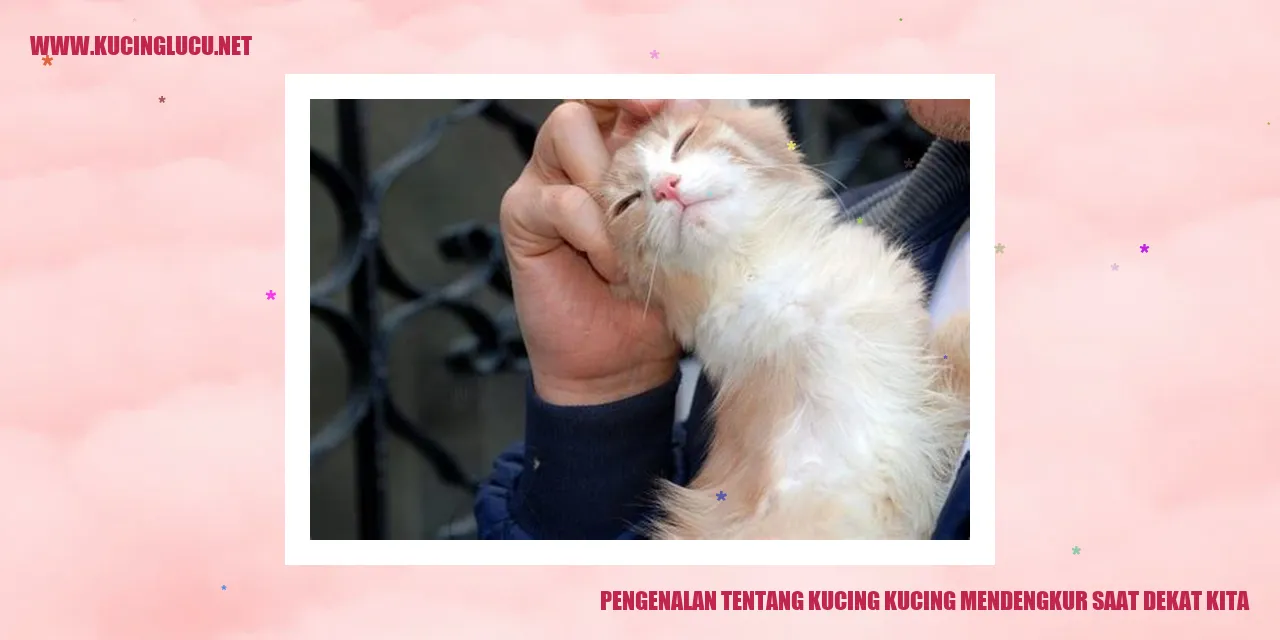 kucing yang mendengkur