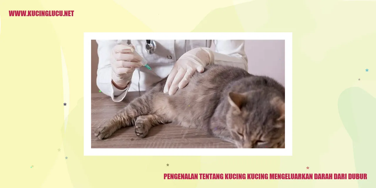 Gambar: Mengenali Kucing yang Mengeluarkan Darah dari Dubur