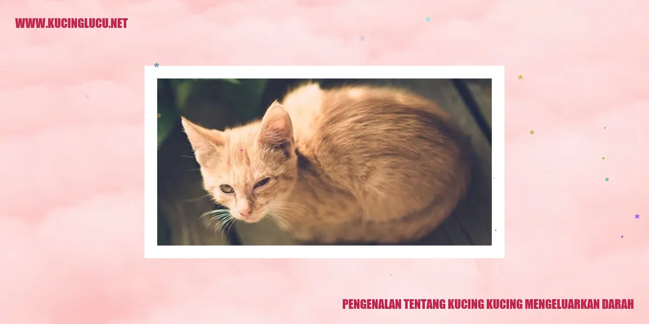 Gambar Kucing Mengeluarkan Darah