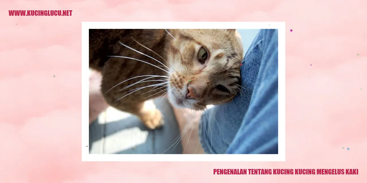 Gambar kucing mengelus kaki