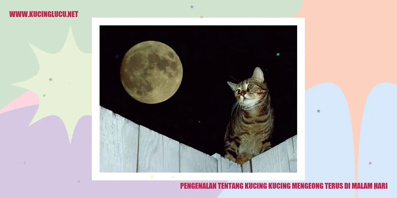 Kucing Mengeong di Malam Hari