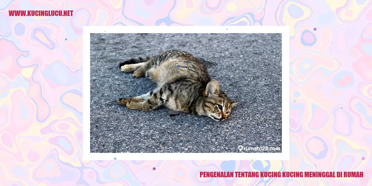 gambar kucing kehilangan