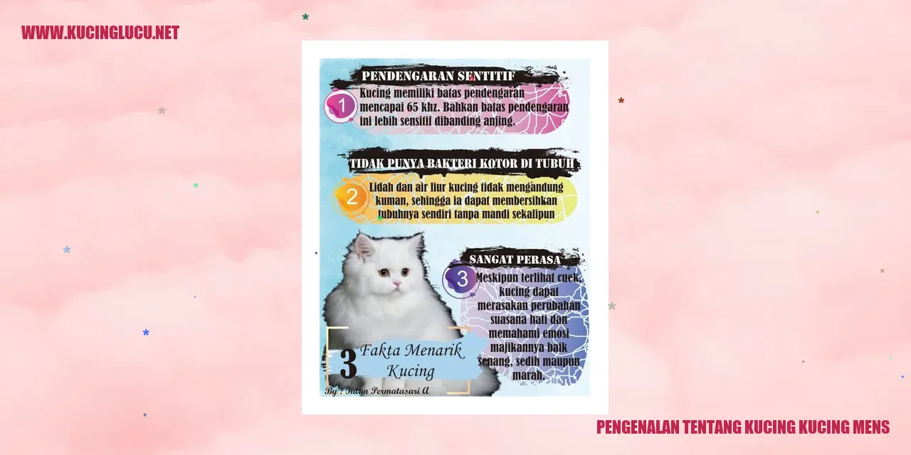Gambar Kucing