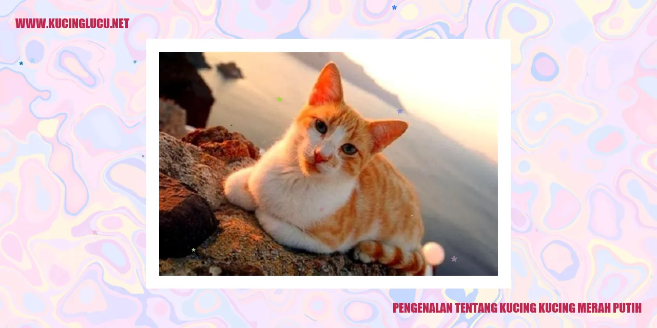 Foto kucing merah putih