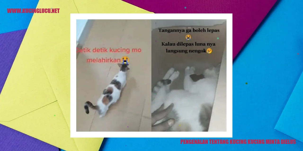Kucing Lucu