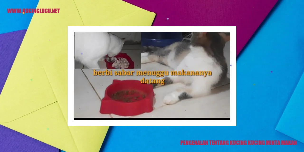 Kucing Manja Minta Makan