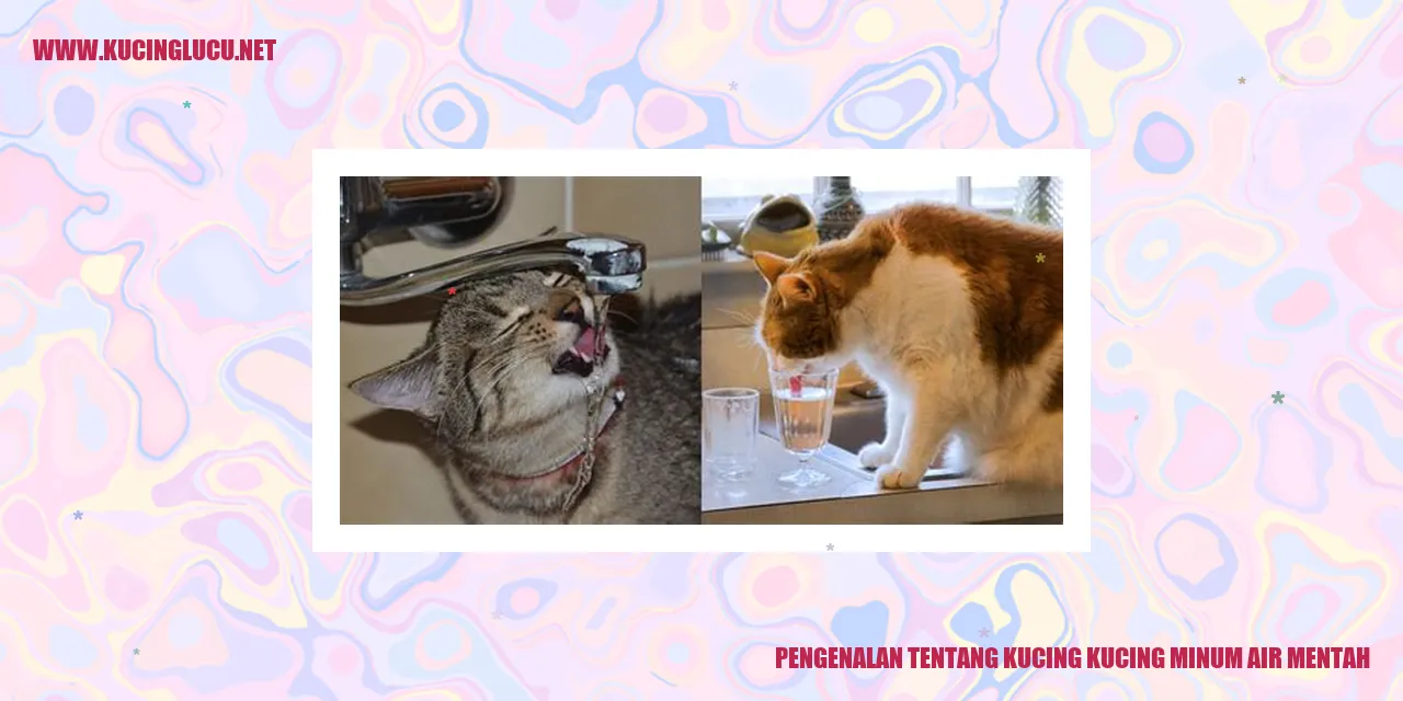 Gambar kucing minum air mentah