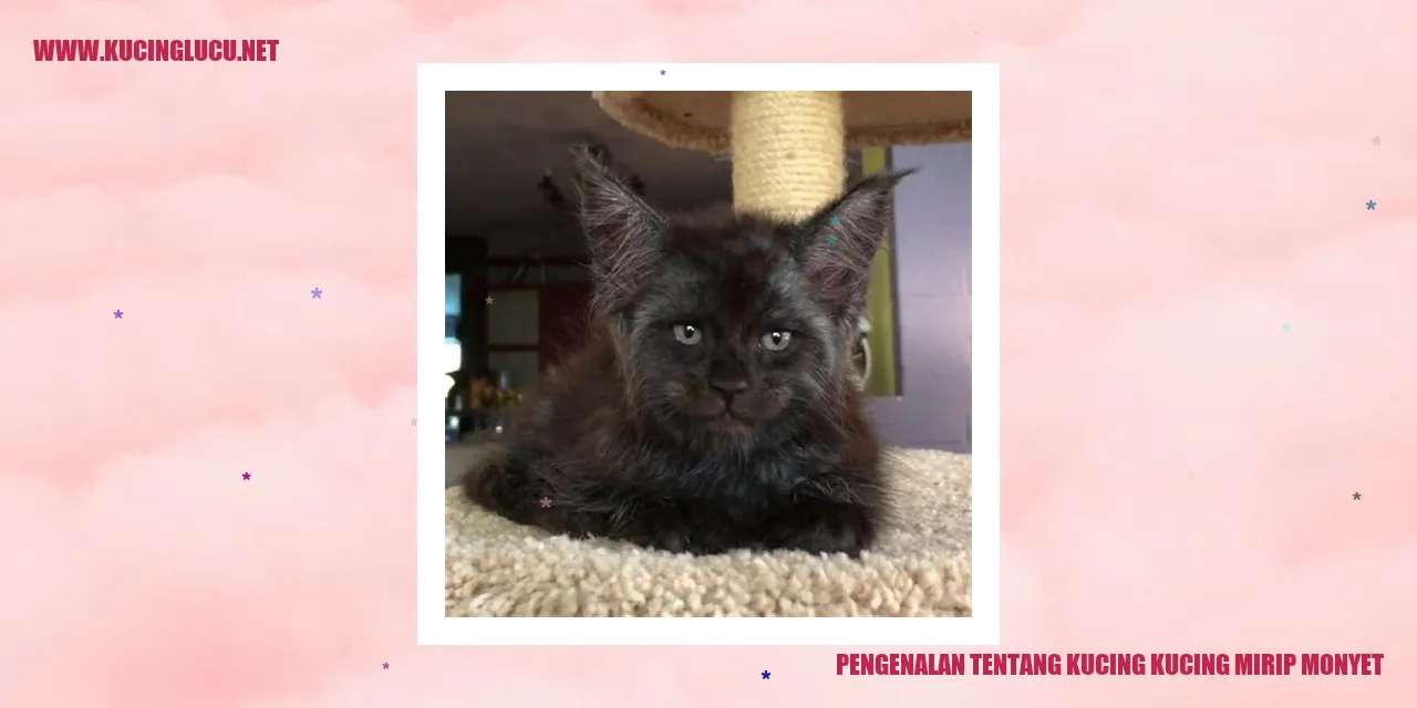 Kucing Mirip Monyet
