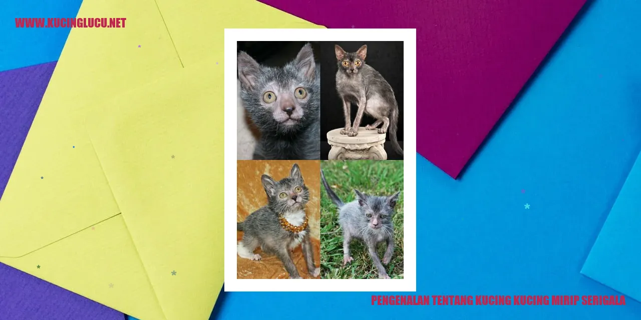 Gambar Kucing Mirip Serigala