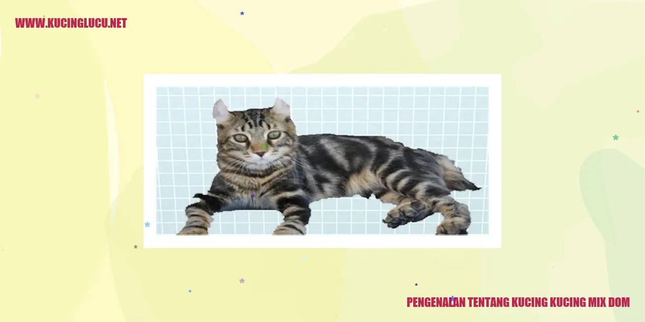 Gambar Kucing Mix Dom