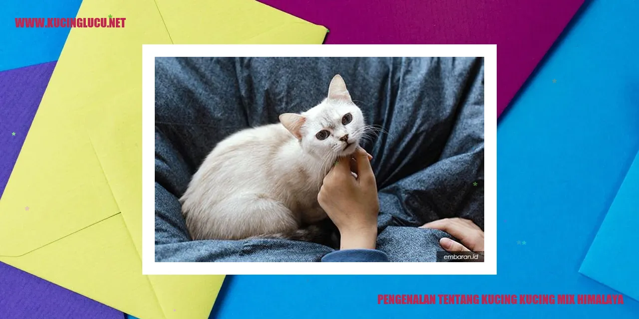 Kucing Mix Himalaya
