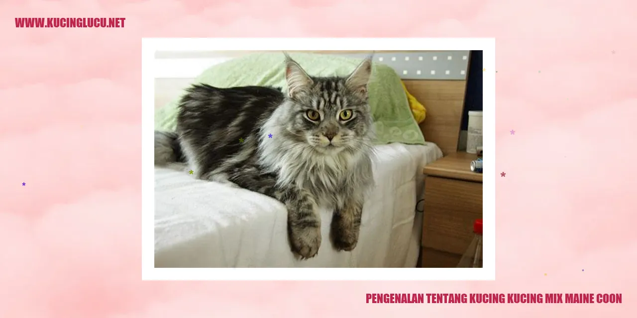 Pengenalan tentang Kucing kucing mix maine coon
