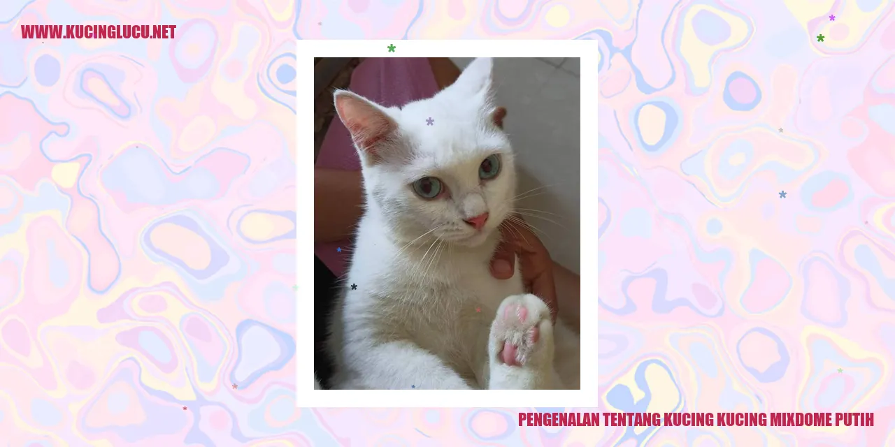 Kucing mixdome putih yang menawan
