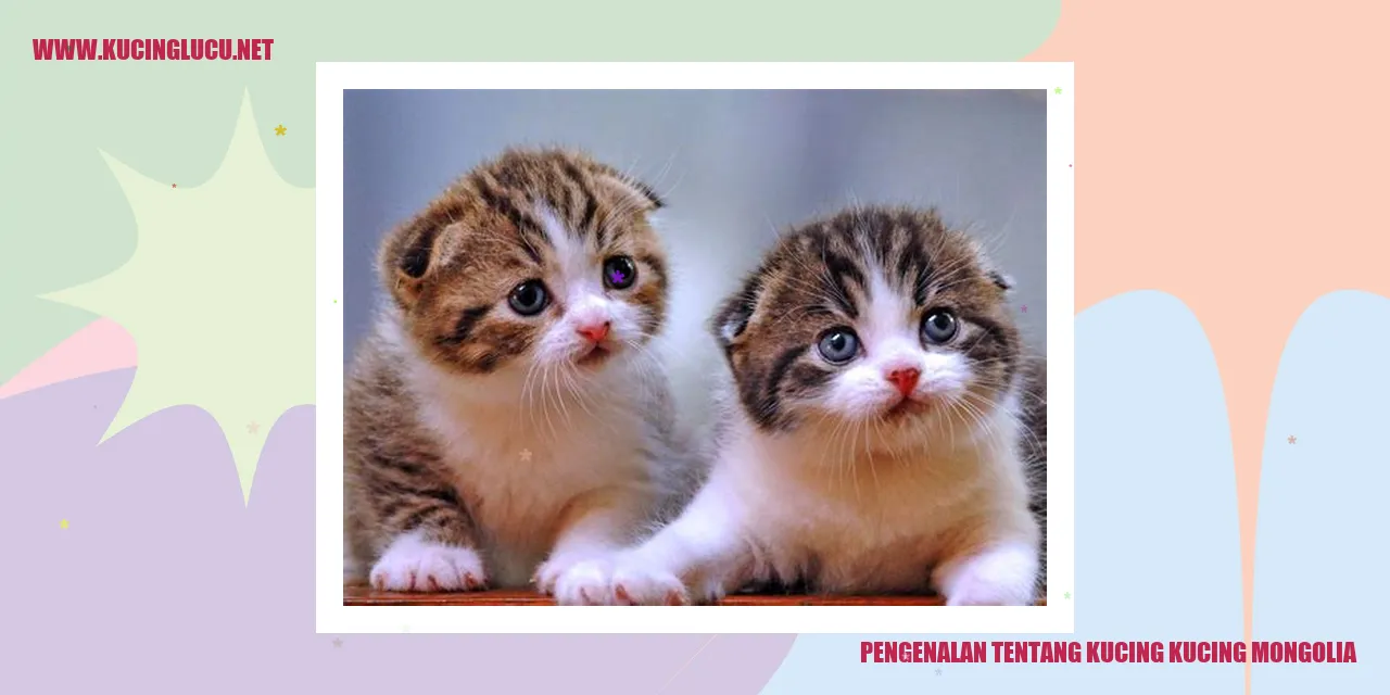 gambar kucing mongolia