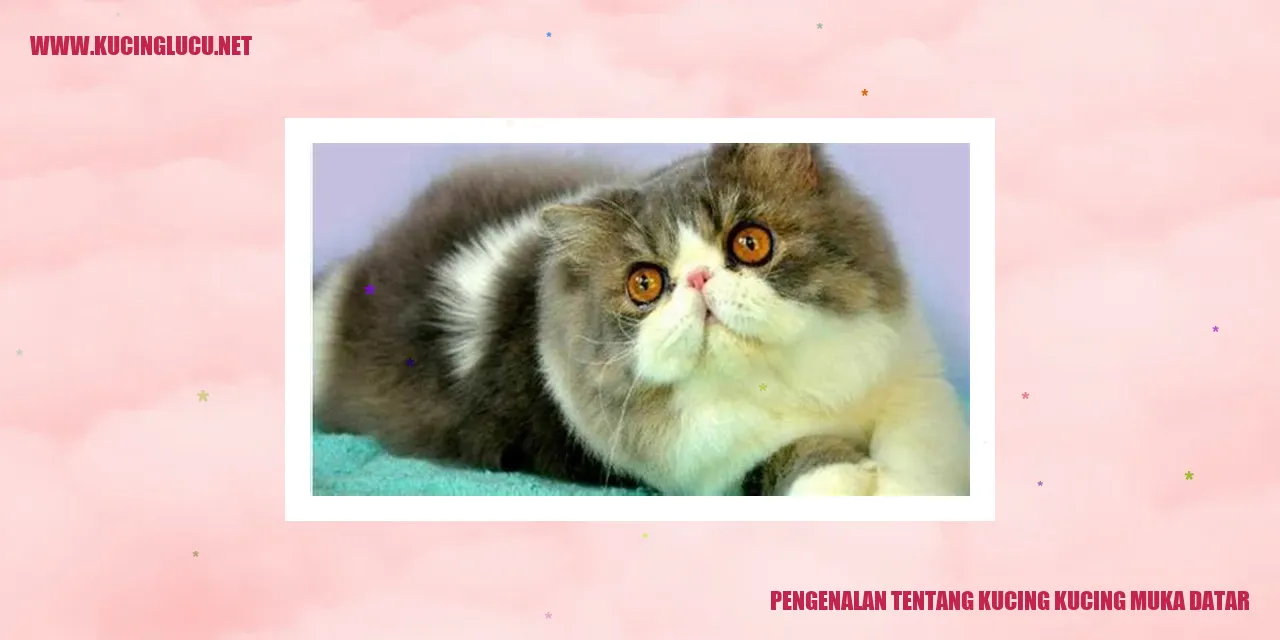 Kucing-kucing Muka Datar