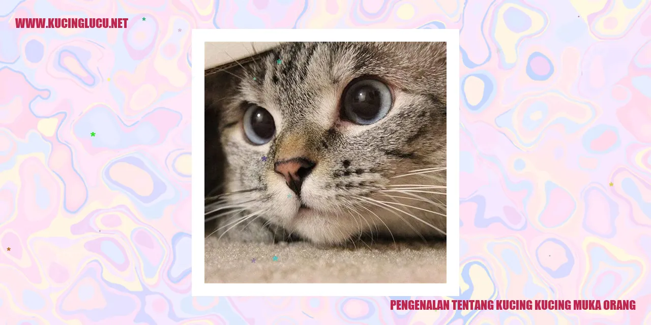 Gambar kucing muka orang