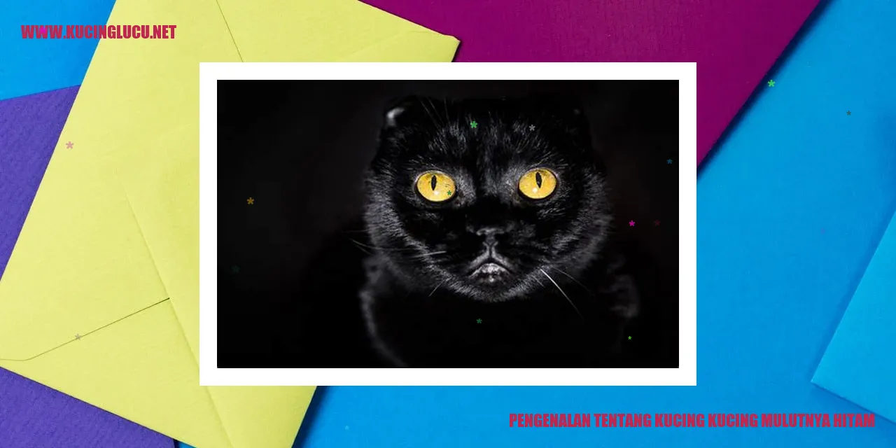 Gambar Kucing
