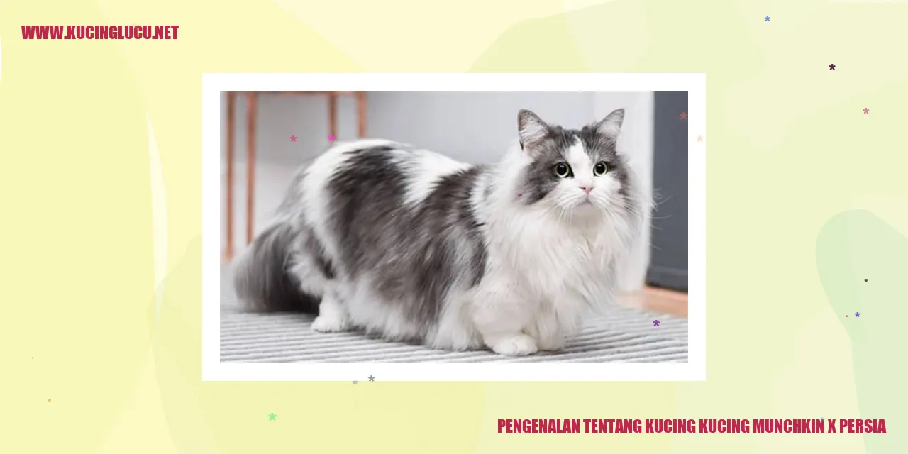 Kucing Munchkin x Persia