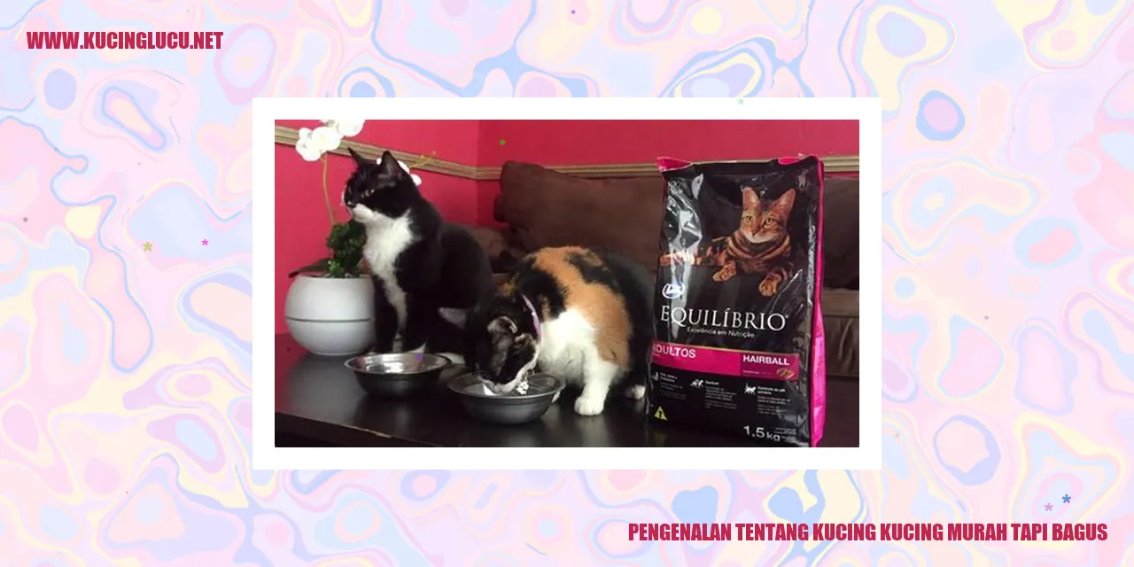 gambar kucing