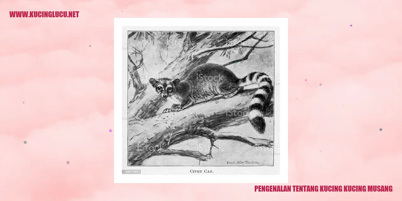Pengenalan tentang Kucing kucing musang