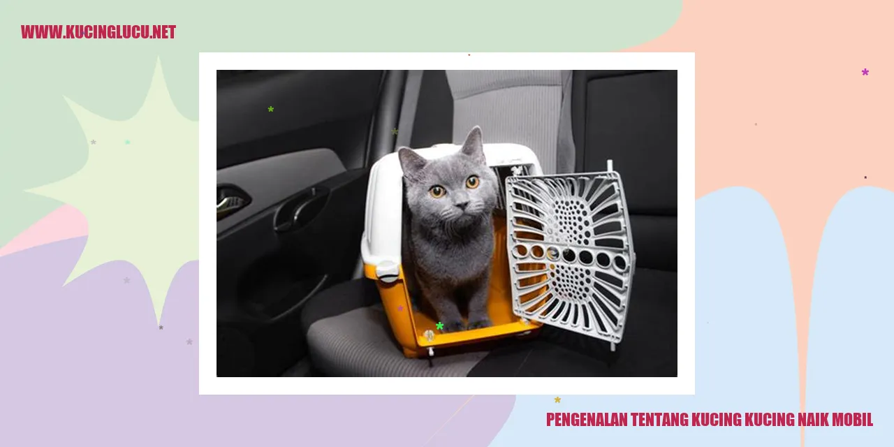 Gambar kucing naik mobil