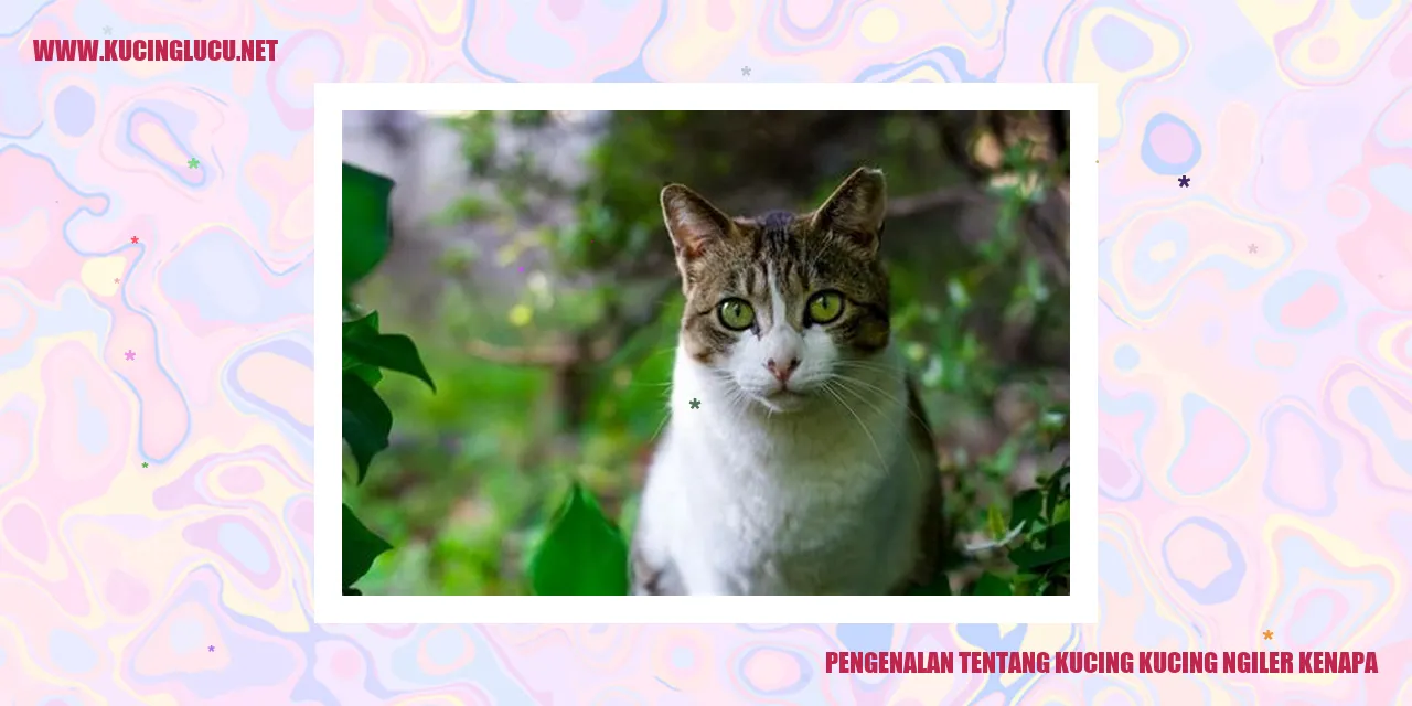 Gambar Kucing