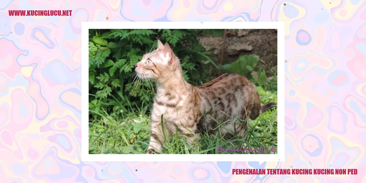 gambar kucing lucu