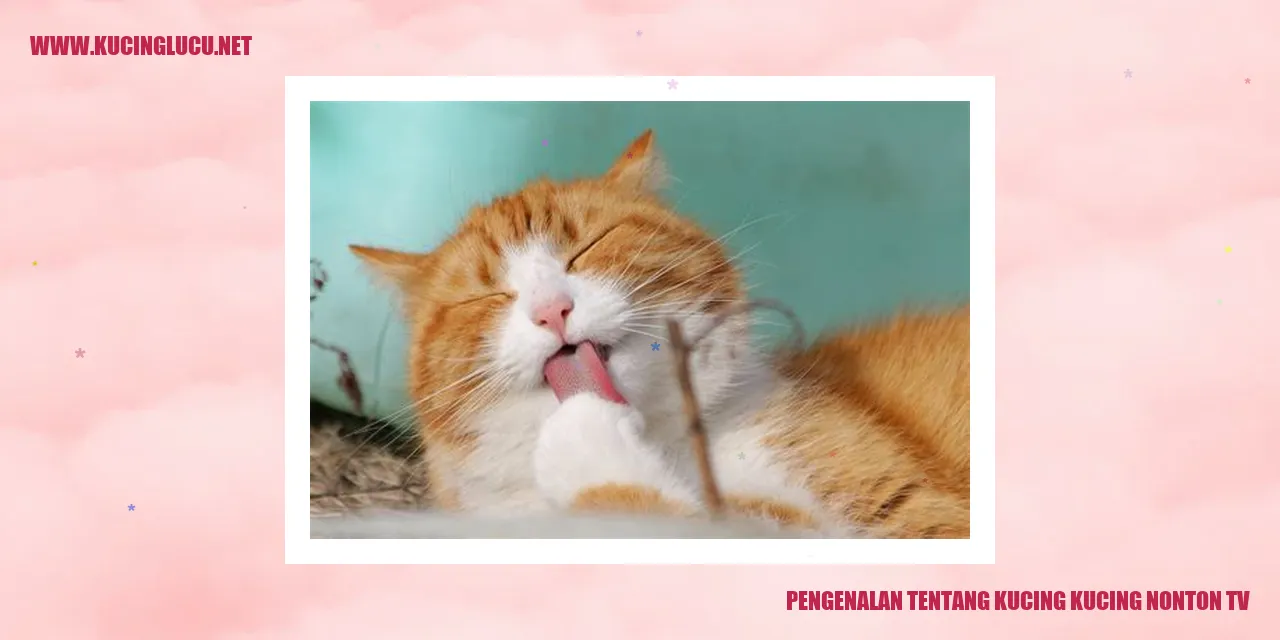 Gambar Kucing Nonton TV