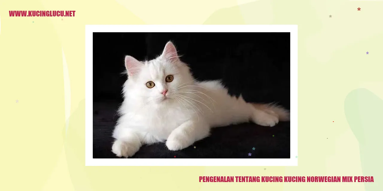 Gambar Kucing Norwegian Mix Persia