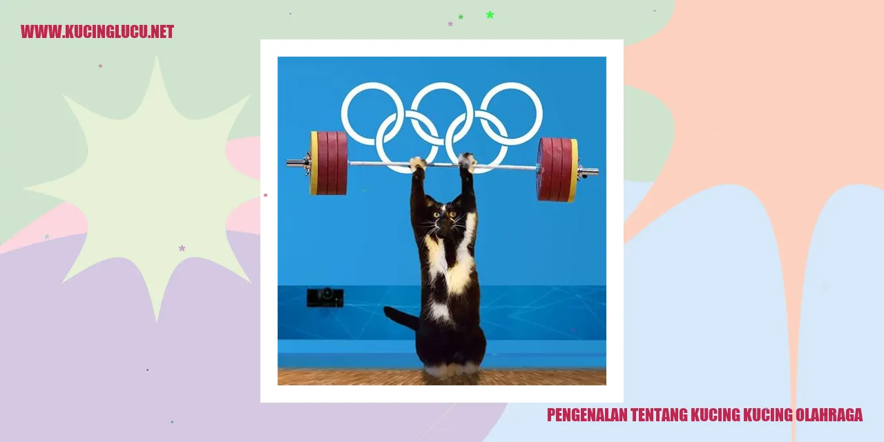 Gambar Kucing yang Sedang Melakukan Olahraga
