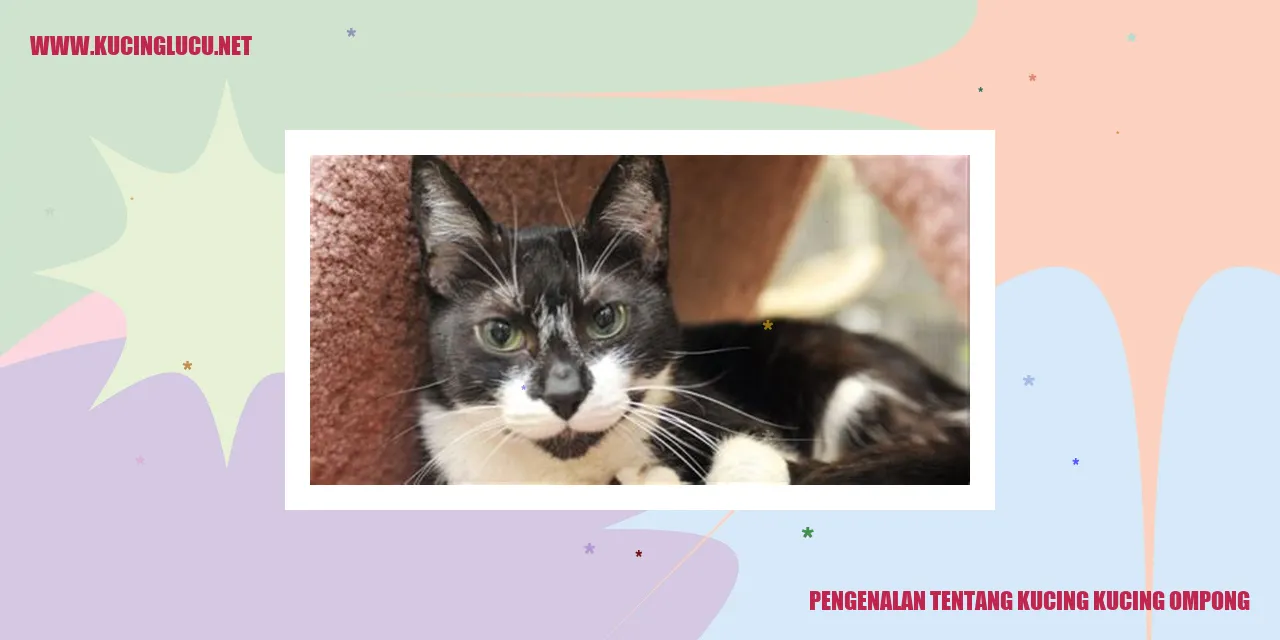 Gambar Kucing Ompong
