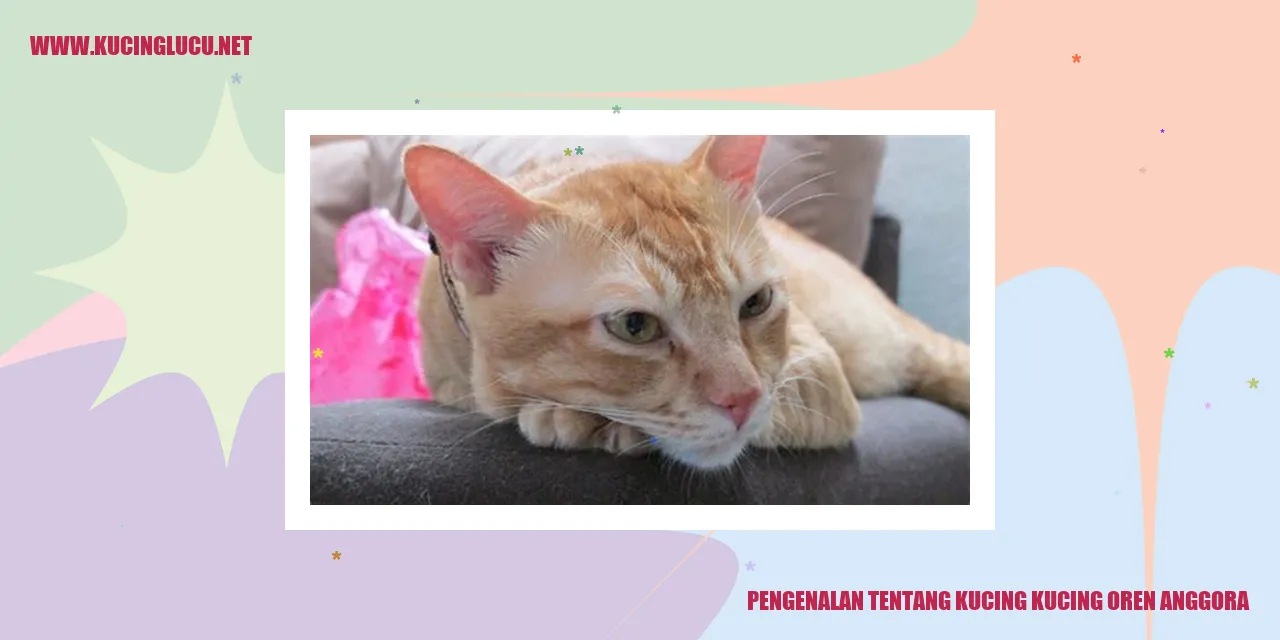 Kucing Oren Anggora