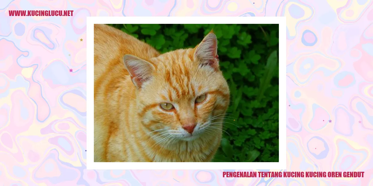 Kucing Oren Gemuk