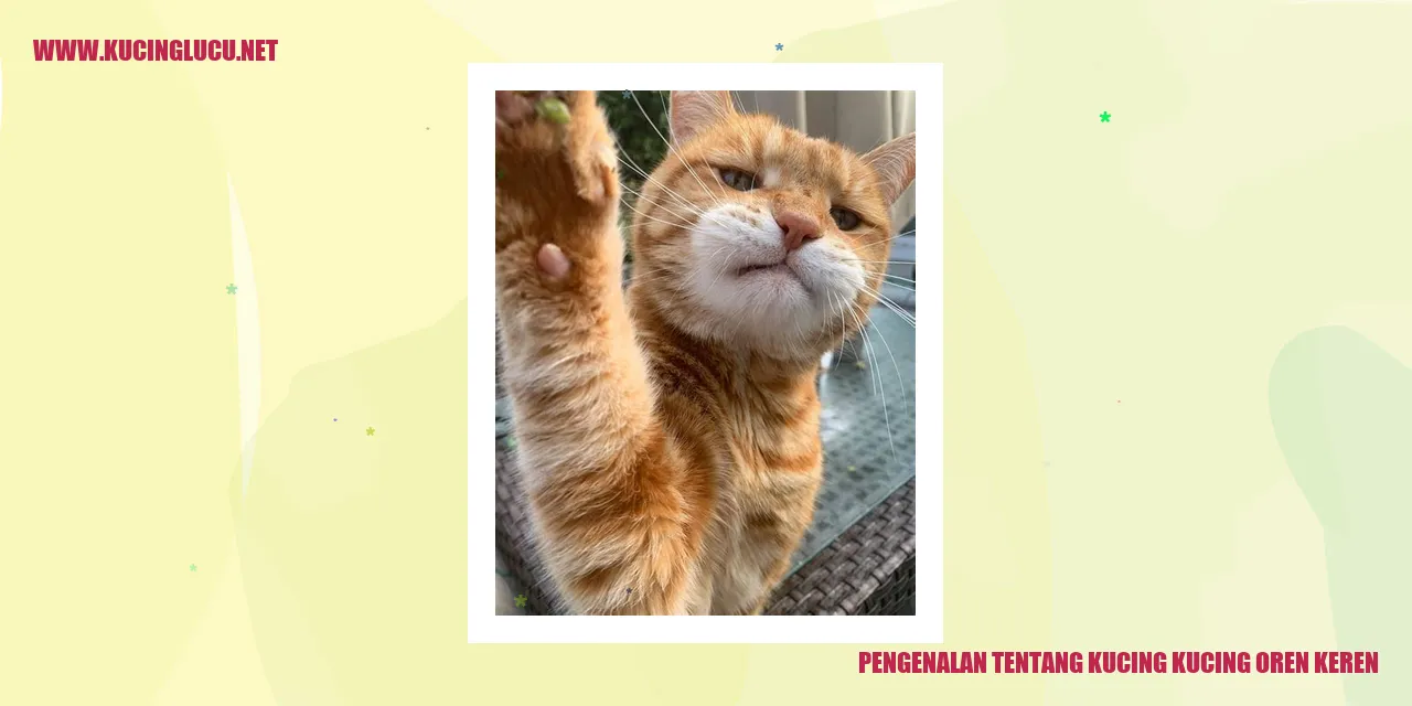Kucing Oren yang Keren