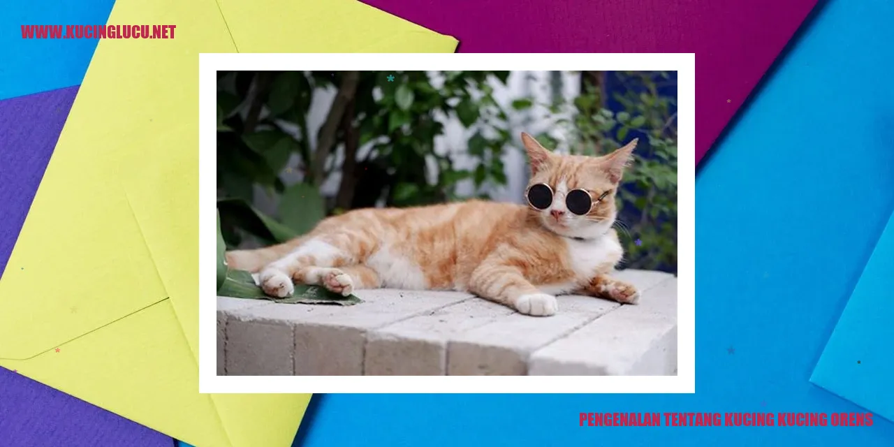 Kucing Orens yang Indah