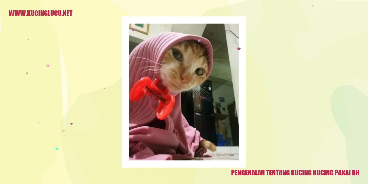 Kucing dengan BH