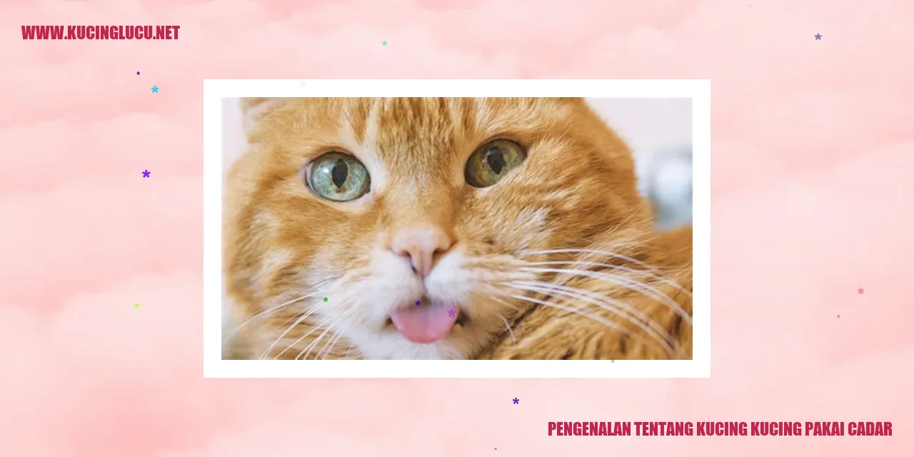 Kucing Menggunakan Cadar