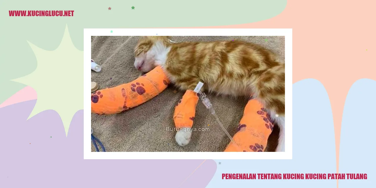 Kucing patah tulang