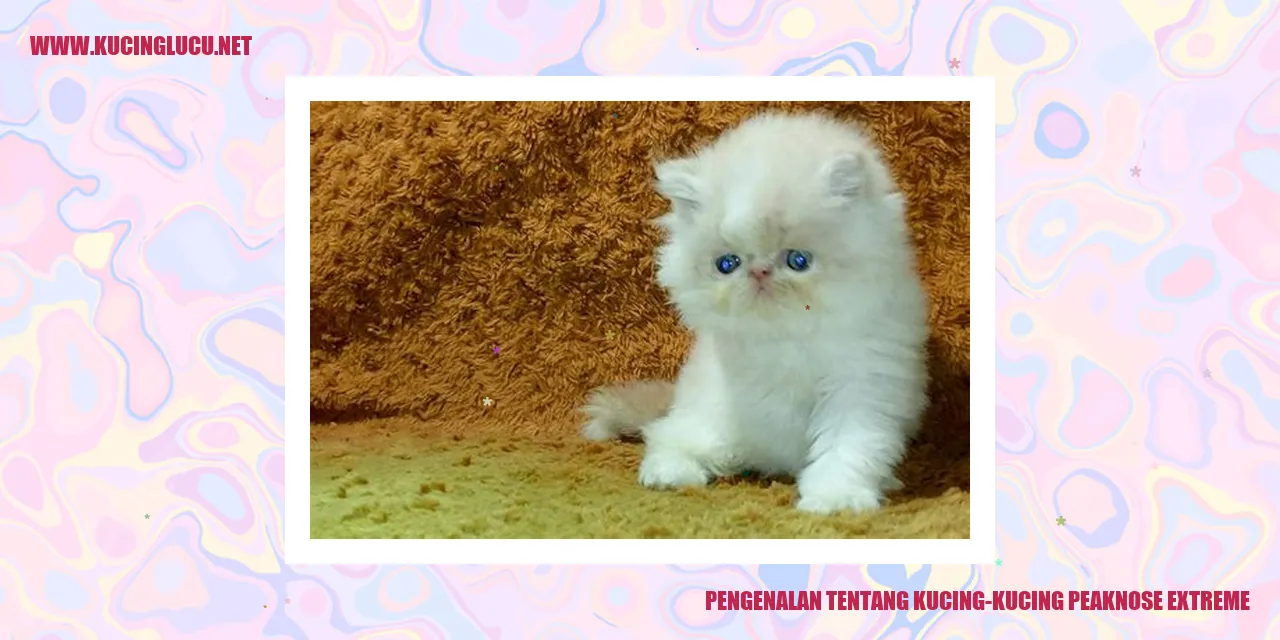 Kucing-kucing Peaknose Extreme