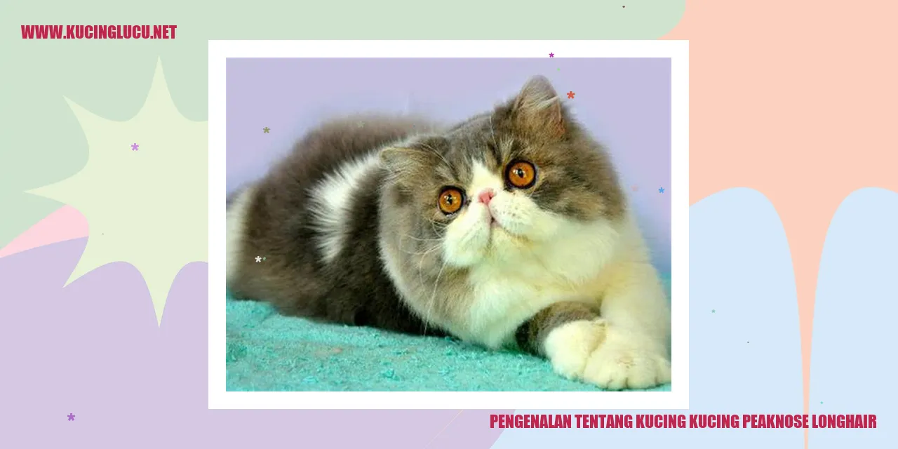 Kucing Persia Peknose Longhair