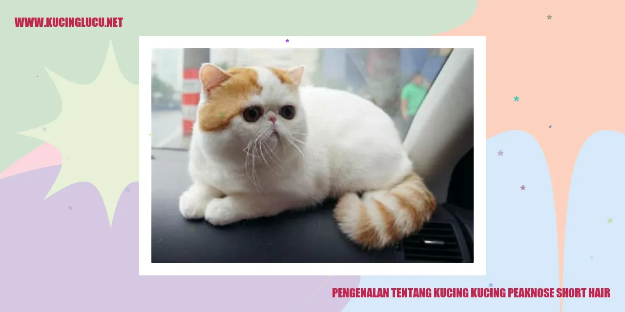Kucing Peakanose Short Hair