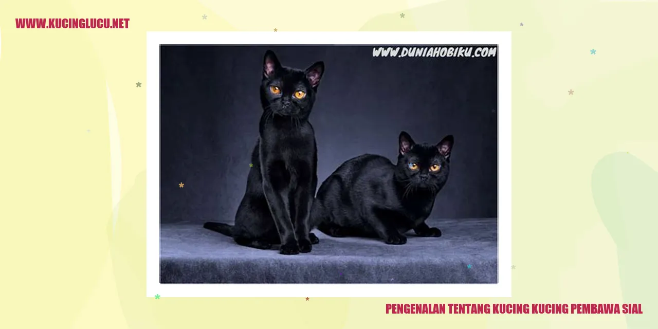 Gambar kucing pembawa sial